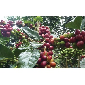 250 gr Café en grain Iles De Flores Indonesie Cafés Trottet
