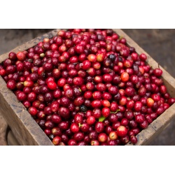 Les Mélanges Audacieux Les Variétés Botaniques en Grains 250G Cafés Trottet