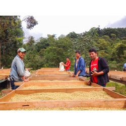 Les Mélanges Audacieux Le Grain dans Tous ses Etats en Grains 250G Cafés Trottet