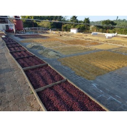 Les Mélanges Audacieux Chaud Devant en Grains 250G Cafés Trottet