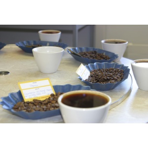 Atelier Cupping